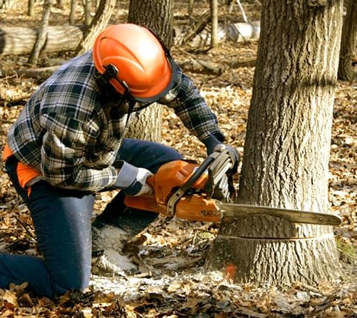 Tree Removal in Harrisville, OH